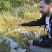 Dino Ippolito, vicepresidente del Wwf Alta Murgia - Terre peucete, ci mostra delle graminacee argentate chiamate "capelli di fata"...